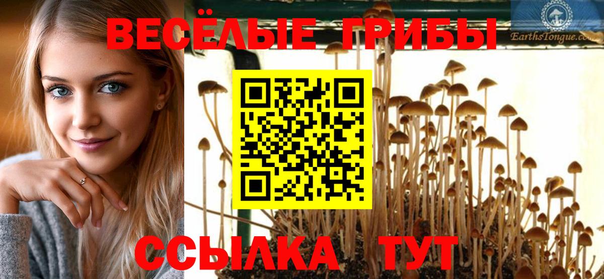 Псилоцибиновые грибы GOLDEN TEACHER Курчалой