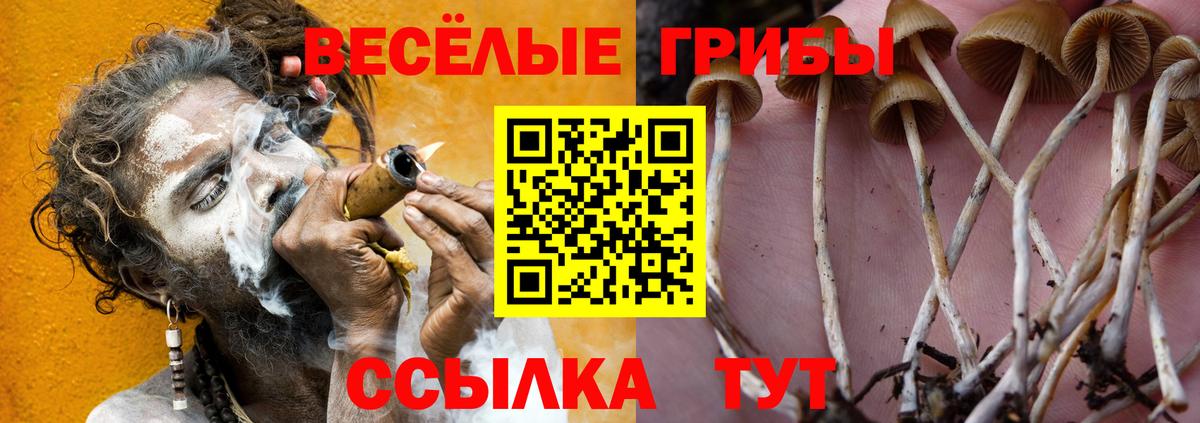 Галлюциногенные грибы Magic Shrooms  сколько стоит  Курчалой  Вход с VPN 